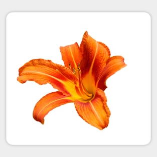 Orange Lily Sticker